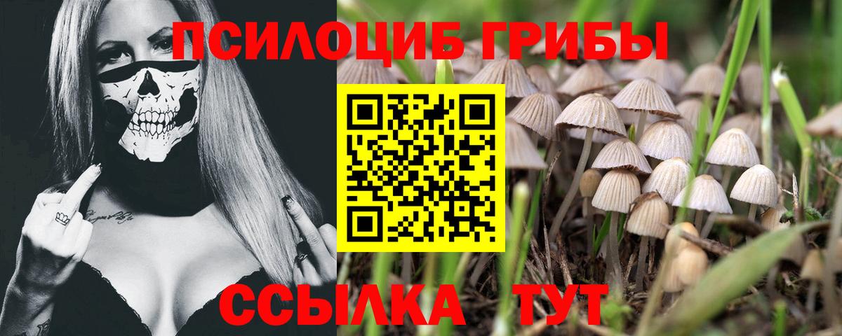 Псилоцибиновые грибы Psilocybine cubensis Артём